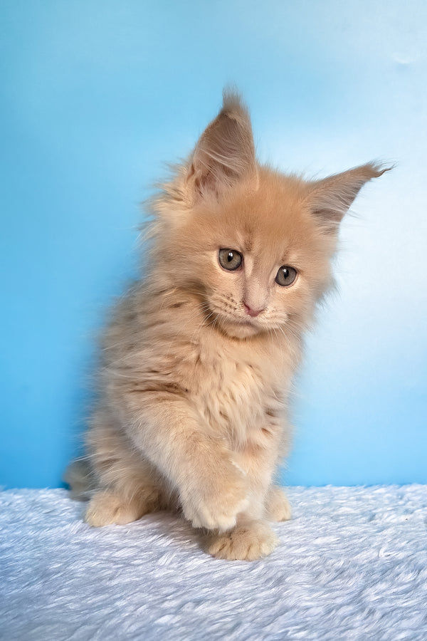 Faraon | Maine Coon Kitten