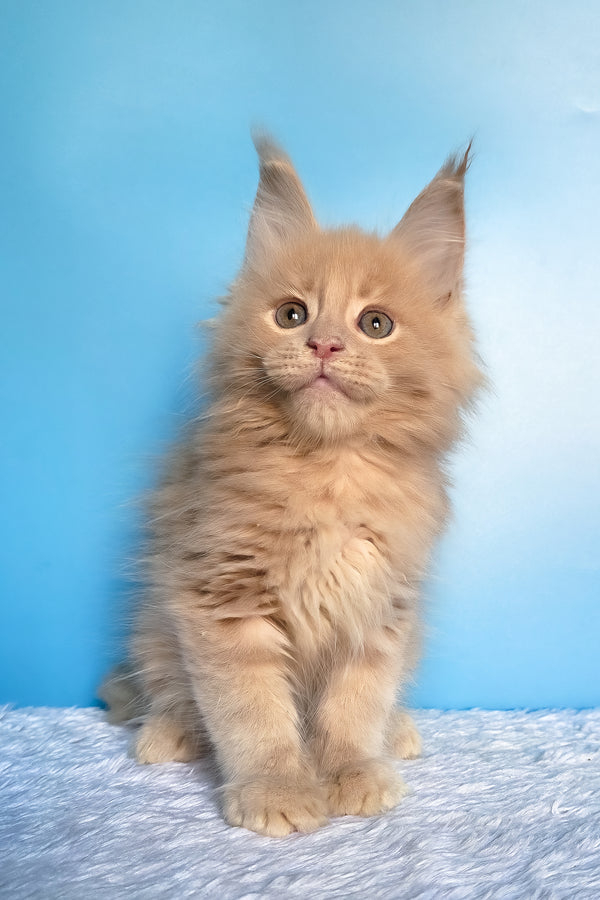 Faraon | Maine Coon Kitten