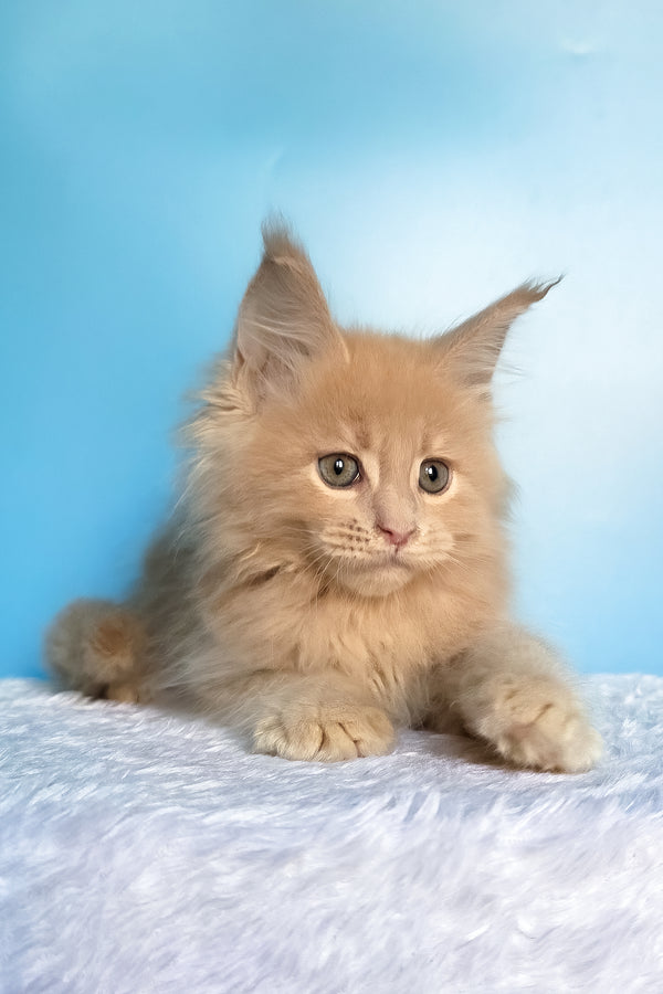 Faraon | Maine Coon Kitten