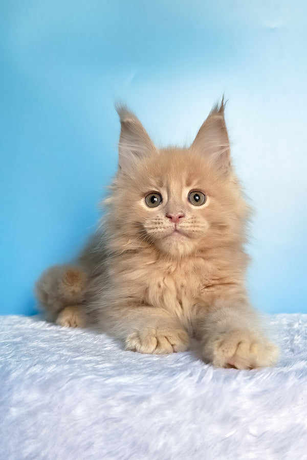 Faraon | Maine Coon Kitten