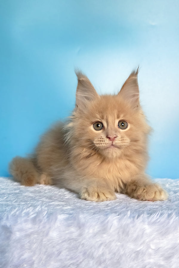 Faraon | Maine Coon Kitten