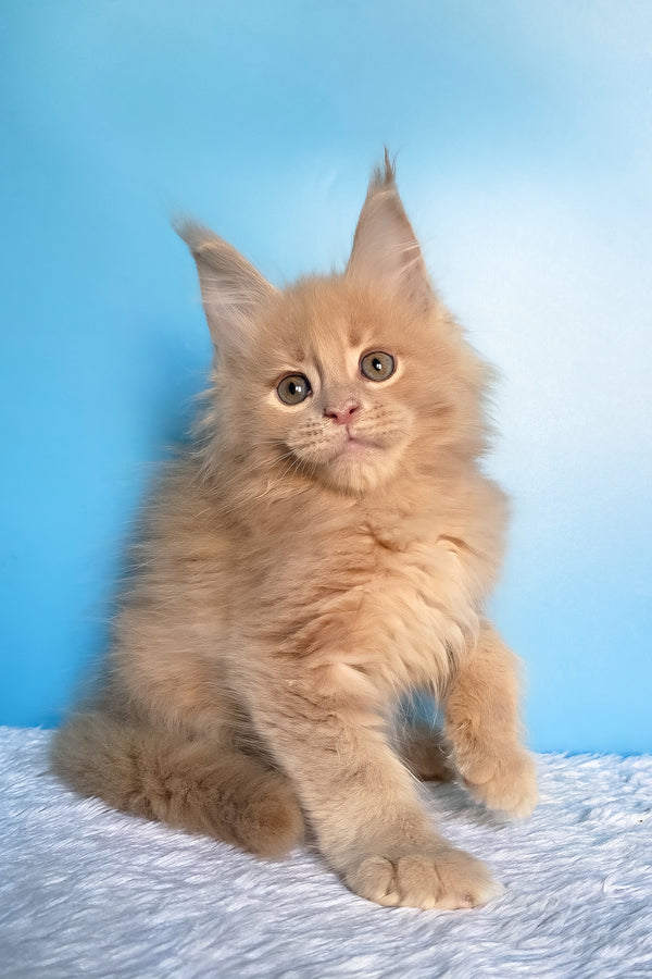 Faraon | Maine Coon Kitten
