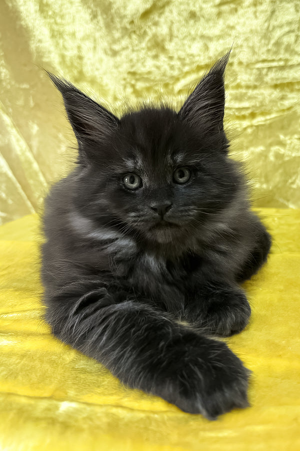 Farley | Maine Coon Kitten