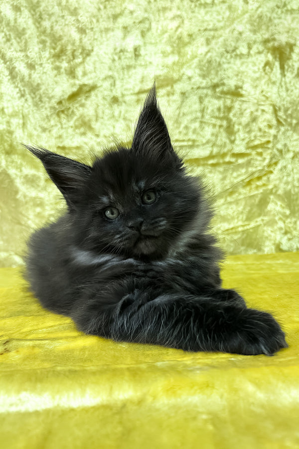 Farley | Maine Coon Kitten