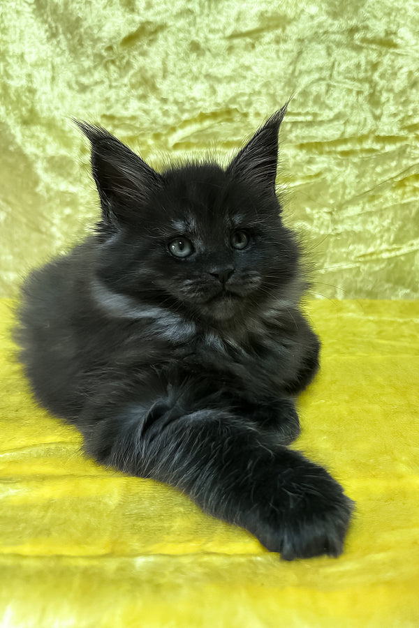 Farley | Maine Coon Kitten