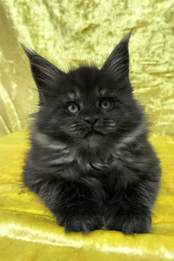 Farley | Maine Coon Kitten