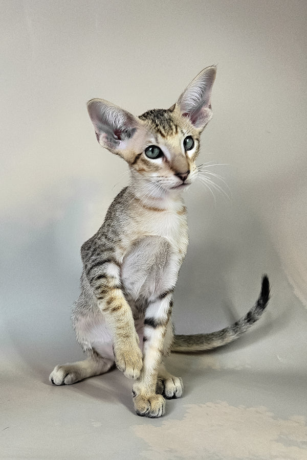 Felix | Oriental Shorthair Kitten