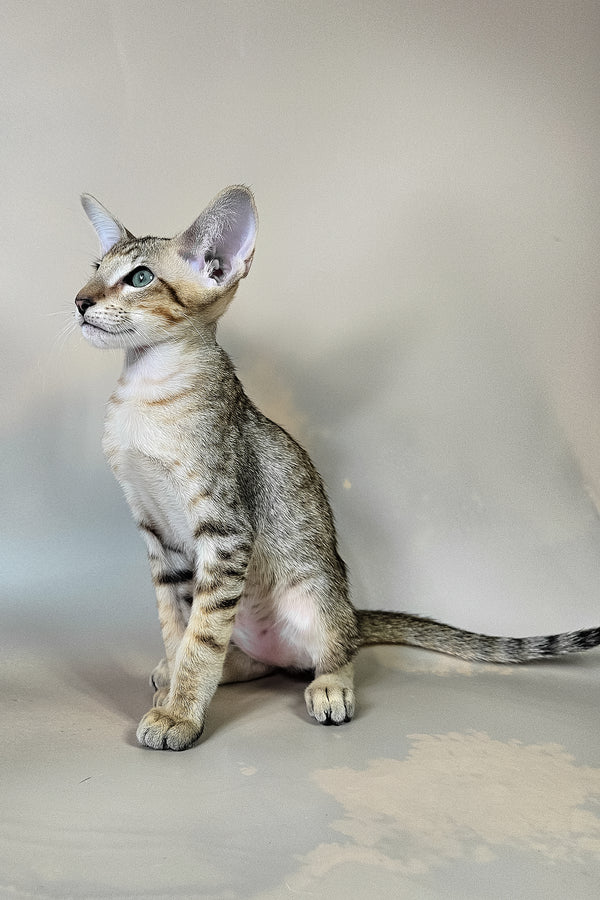 Felix | Oriental Shorthair Kitten