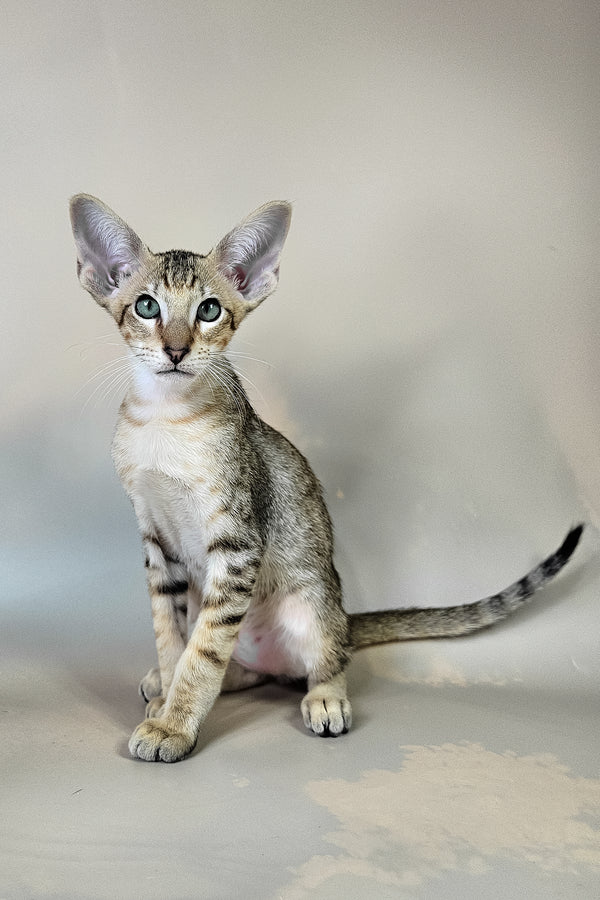 Felix | Oriental Shorthair Kitten