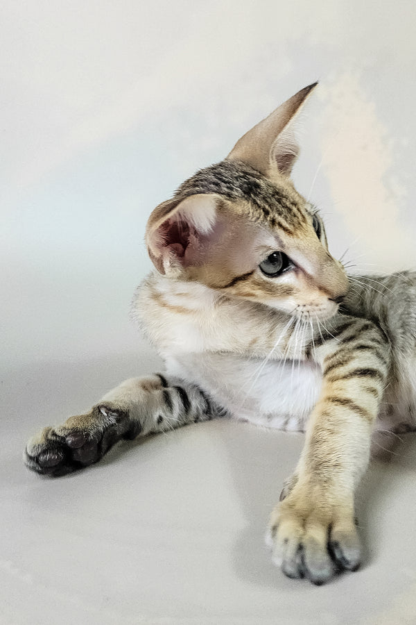 Felix | Oriental Shorthair Kitten