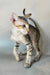 Felix | Oriental Shorthair Kitten