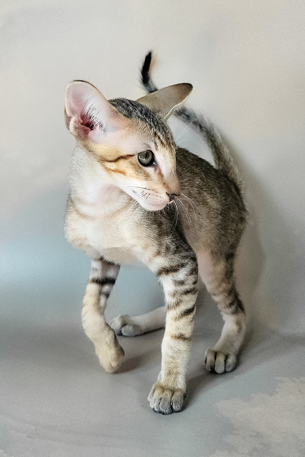 Felix | Oriental Shorthair Kitten
