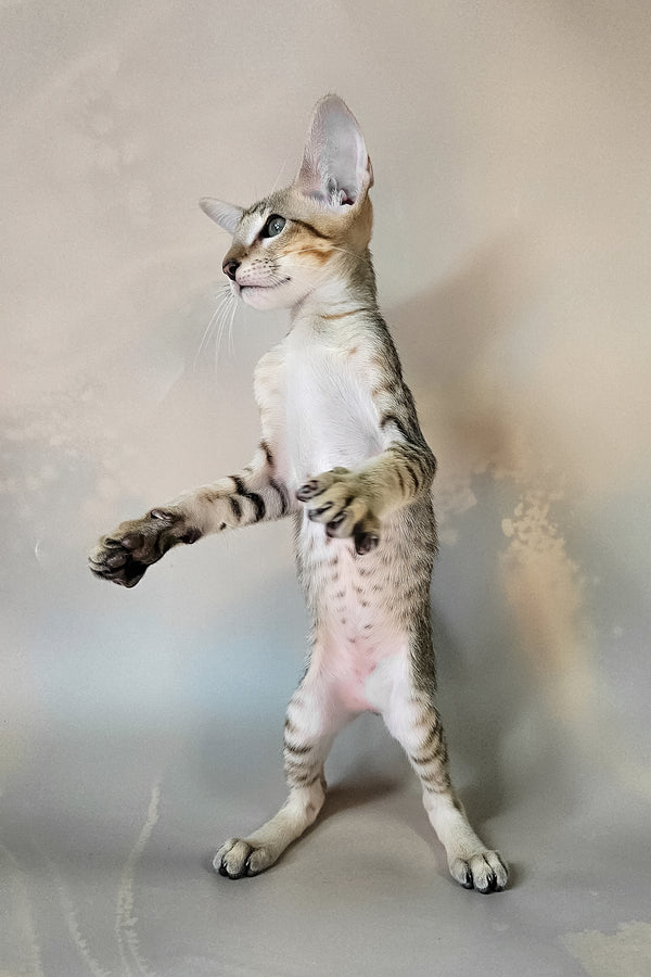 Felix | Oriental Shorthair Kitten