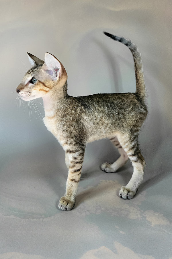Felix | Oriental Shorthair Kitten