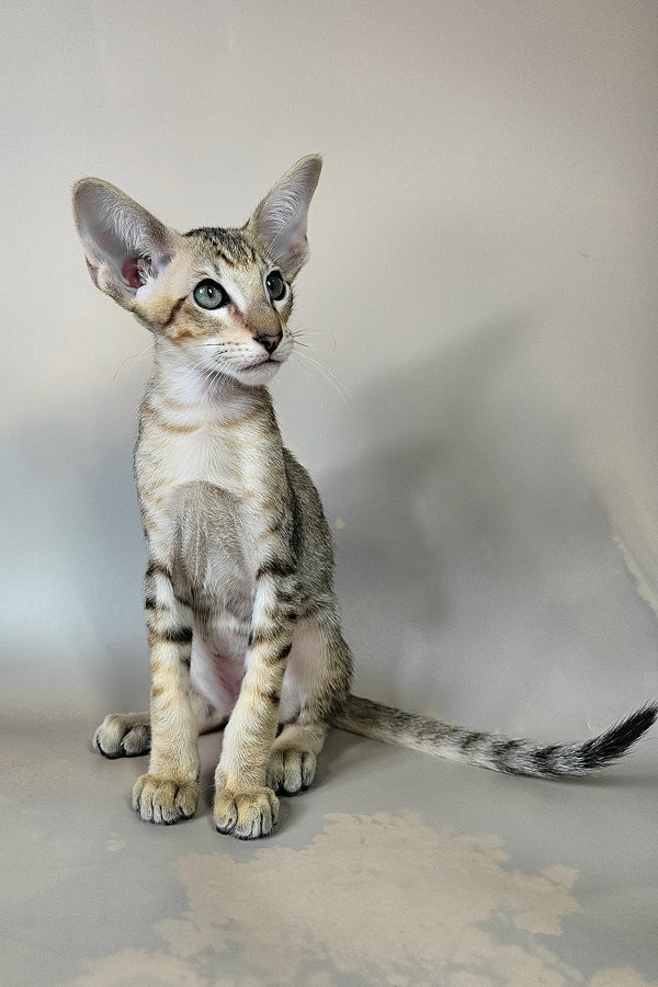Felix | Oriental Shorthair Kitten