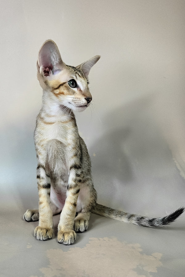 Felix | Oriental Shorthair Kitten