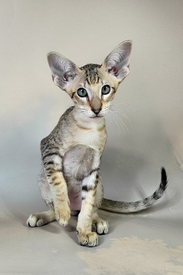 Felix | Oriental Shorthair Kitten