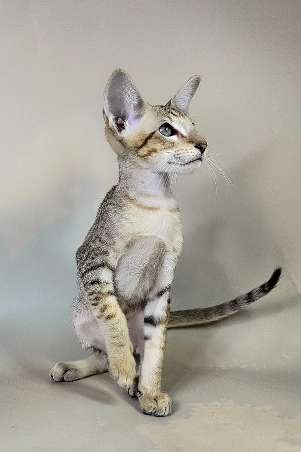 Felicia | Oriental Shorthair Kitten