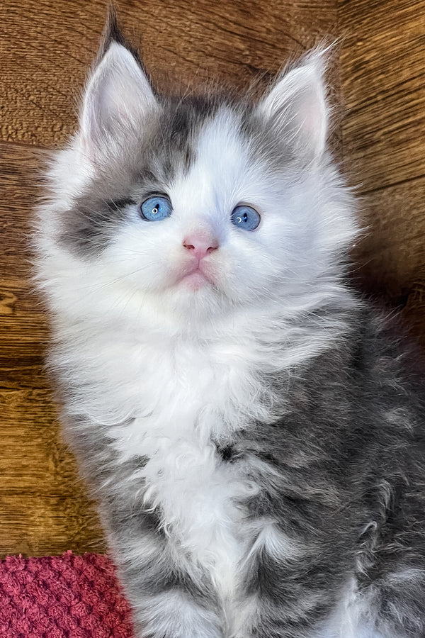 Fabian | Maine Coon Kitten