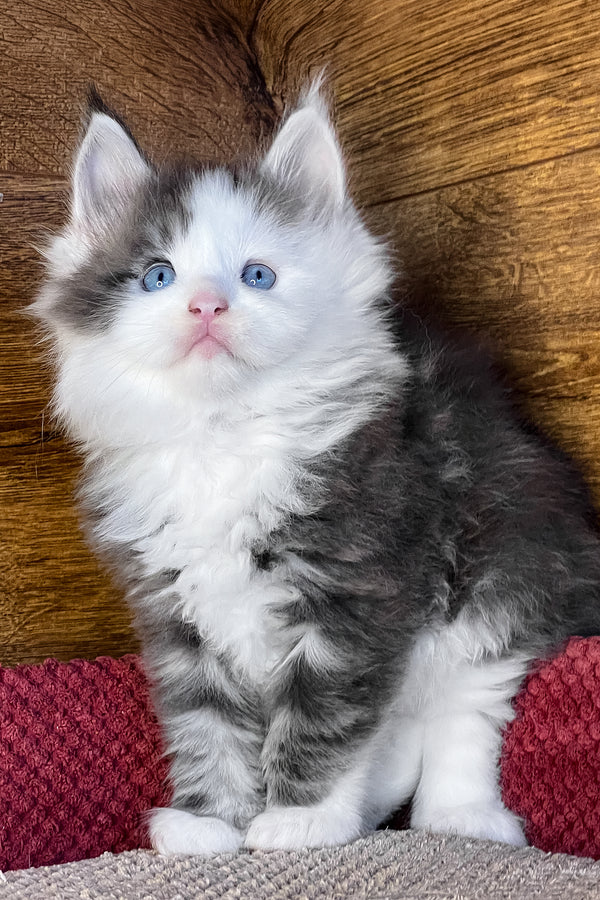 Fabian | Maine Coon Kitten