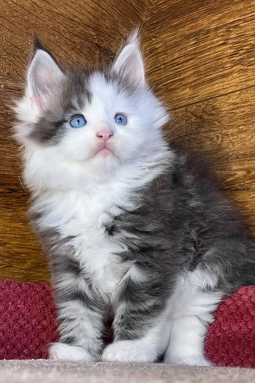 Fabian | Maine Coon Kitten