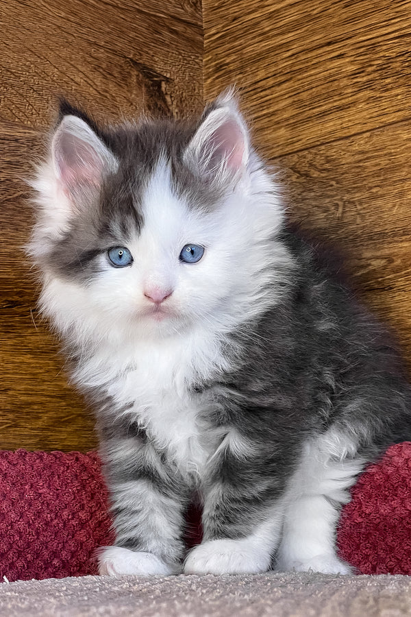 Fabian | Maine Coon Kitten