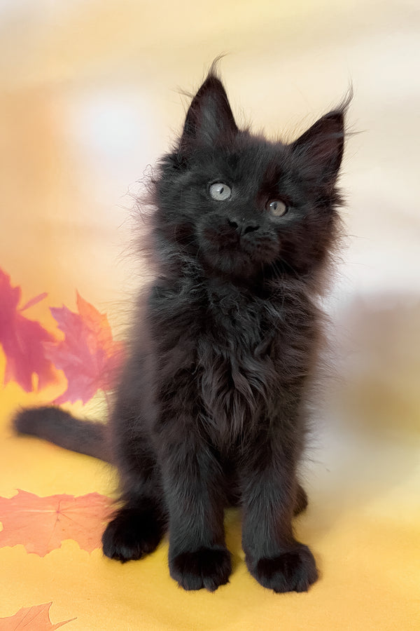 Felixa | Maine Coon Kitten