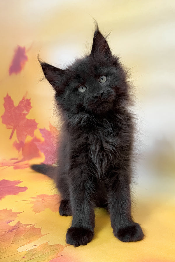 Felixa | Maine Coon Kitten