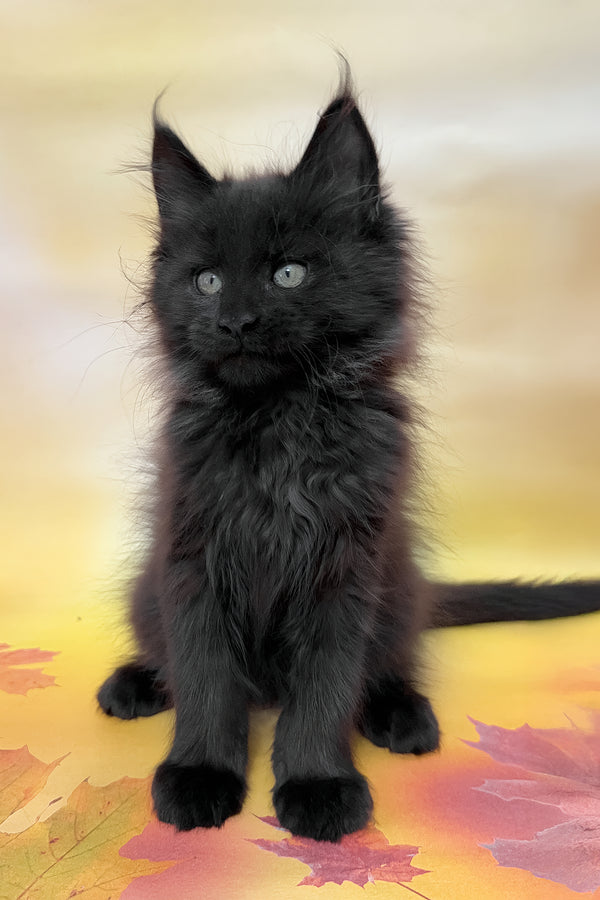 Felixa | Maine Coon Kitten