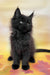 Felixa | Maine Coon Kitten