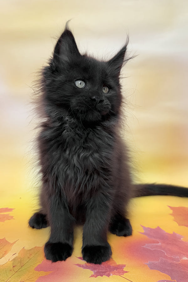 Felixa | Maine Coon Kitten