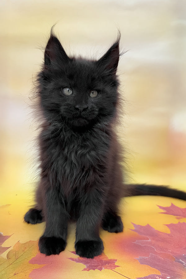 Felixa | Maine Coon Kitten