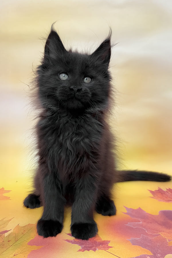 Felixa | Maine Coon Kitten