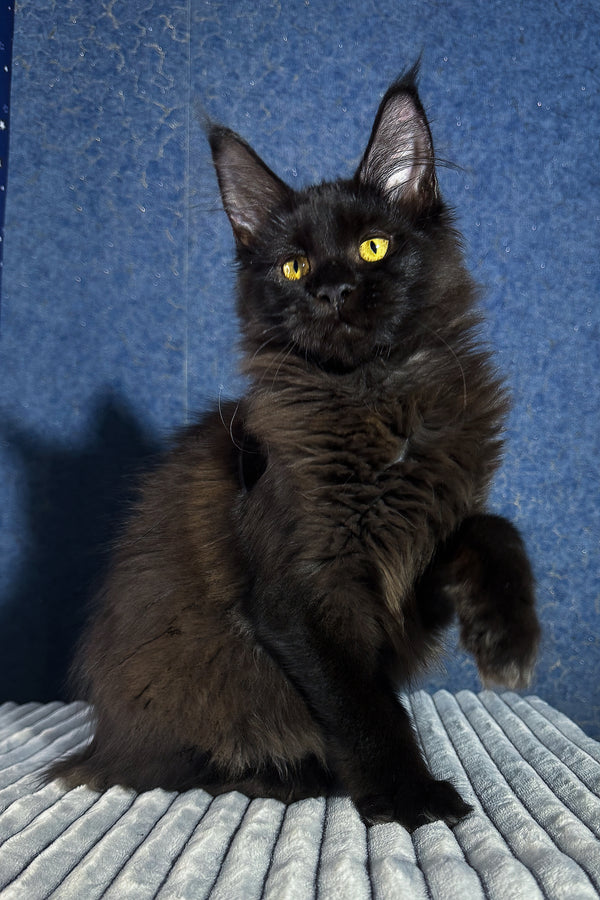 Femida | Maine Coon Kitten