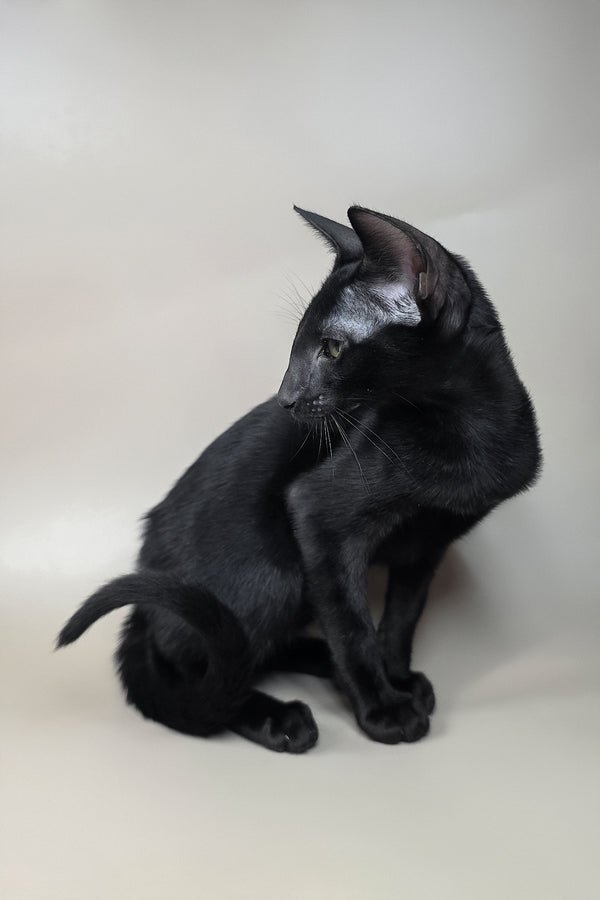 Fenrir | Oriental Shorthair Kitten