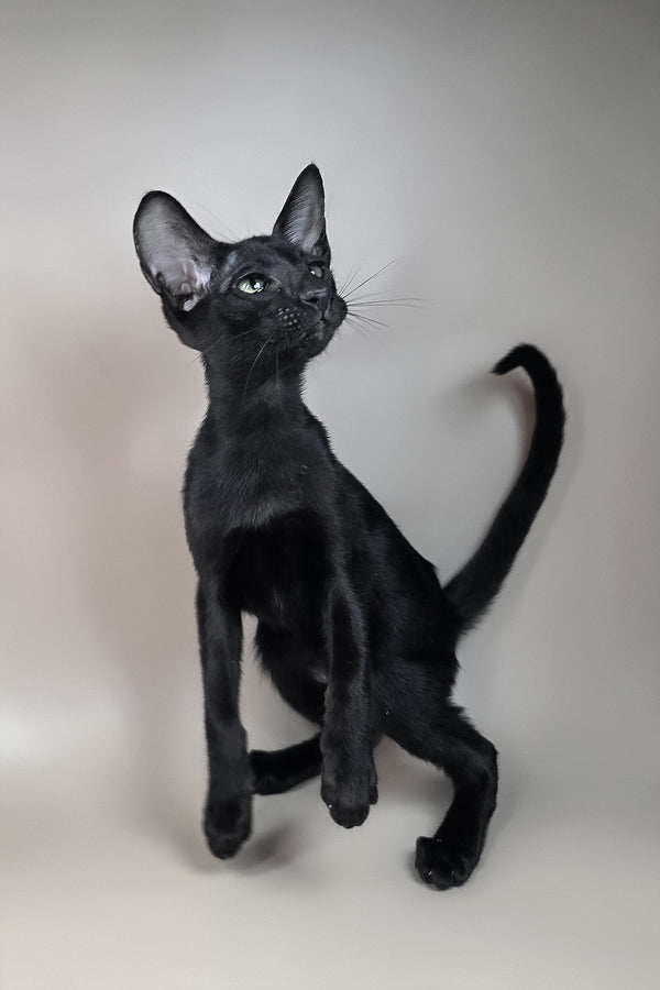 Fenrir | Oriental Shorthair Kitten