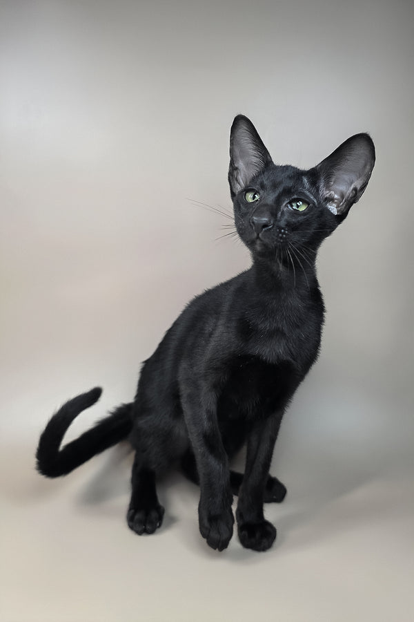 Fenrir | Oriental Shorthair Kitten