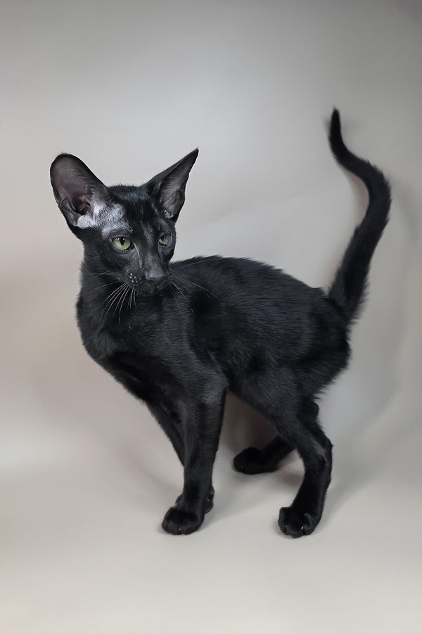 Fenrir | Oriental Shorthair Kitten
