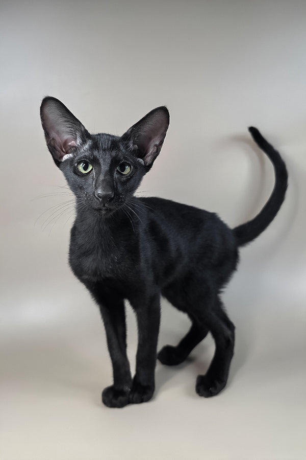 Fenrir | Oriental Shorthair Kitten
