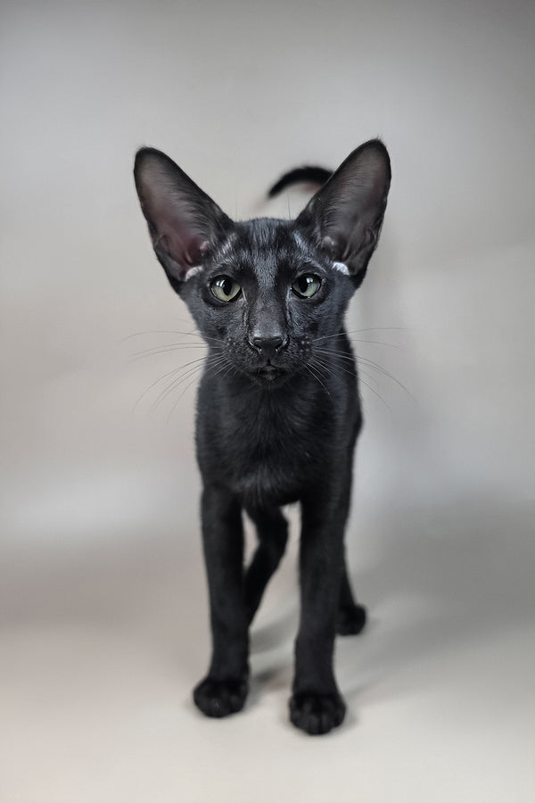 Fenrir | Oriental Shorthair Kitten