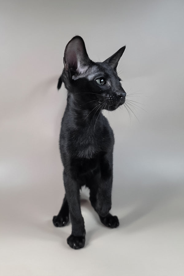 Fenrir | Oriental Shorthair Kitten