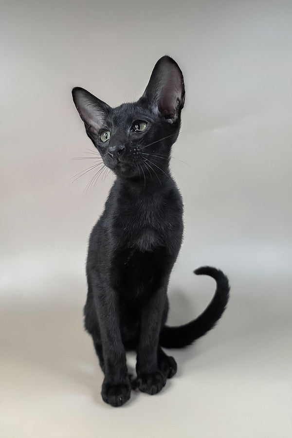 Fenrir | Oriental Shorthair Kitten