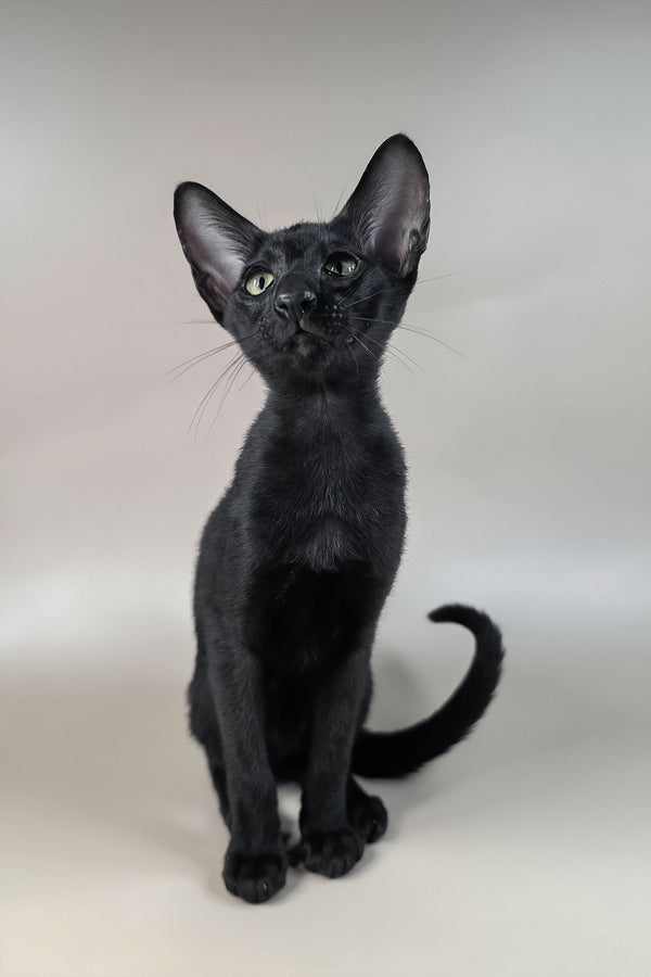 Fenrir | Oriental Shorthair Kitten