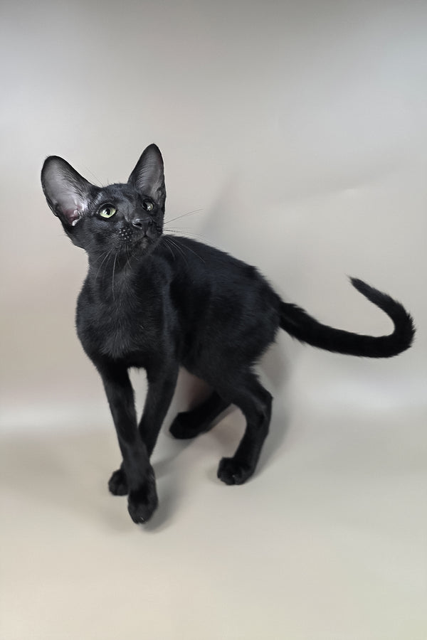 Fenrir | Oriental Shorthair Kitten