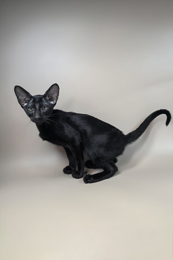 Fenrir | Oriental Shorthair Kitten