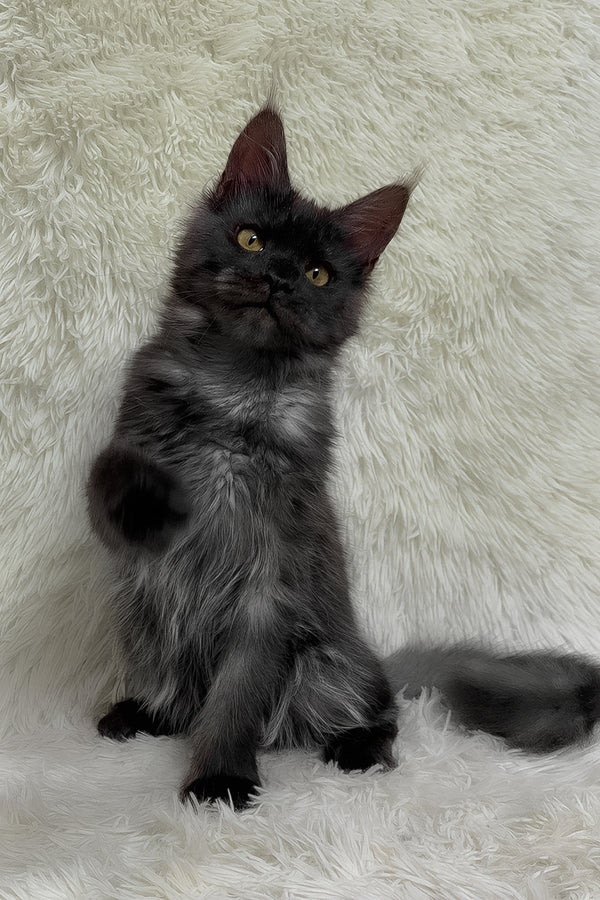 Feya | Maine Coon Kitten