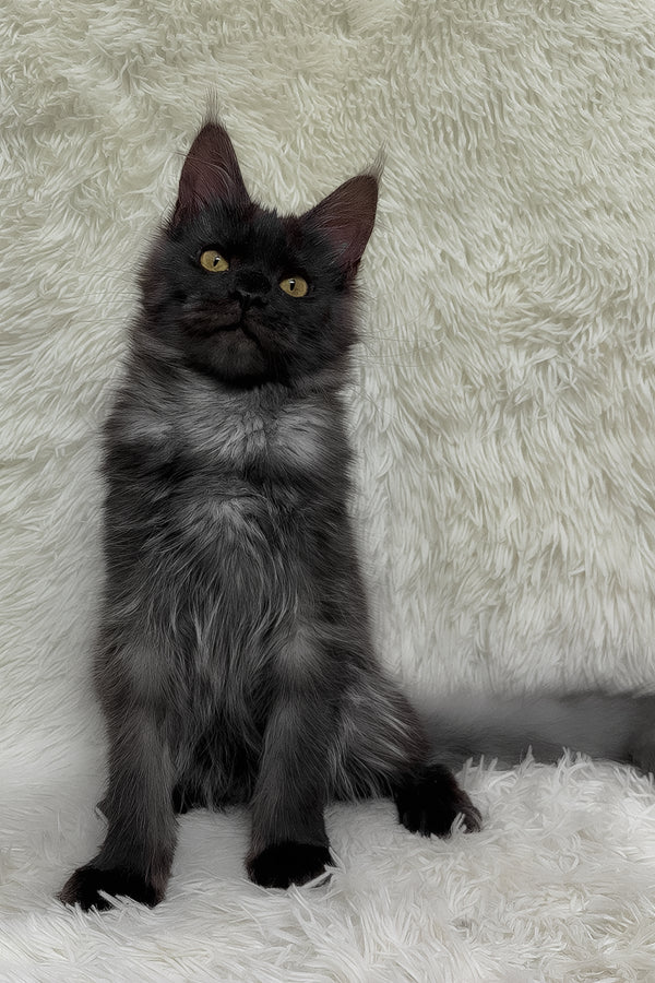 Feya | Maine Coon Kitten