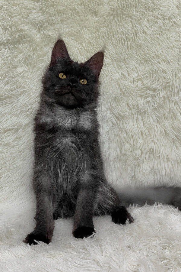 Feya | Maine Coon Kitten