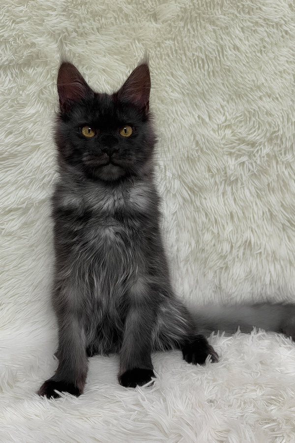 Feya | Maine Coon Kitten
