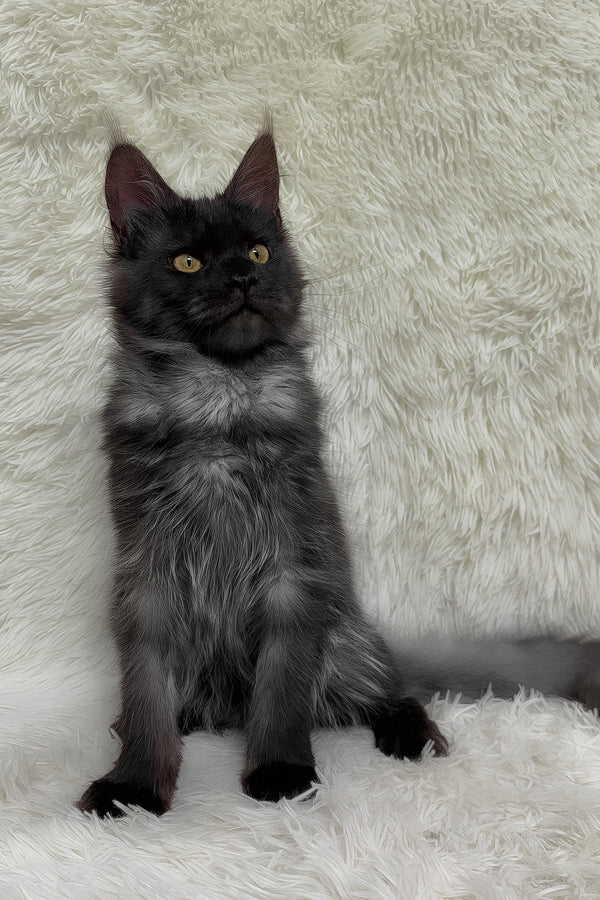 Feya | Maine Coon Kitten